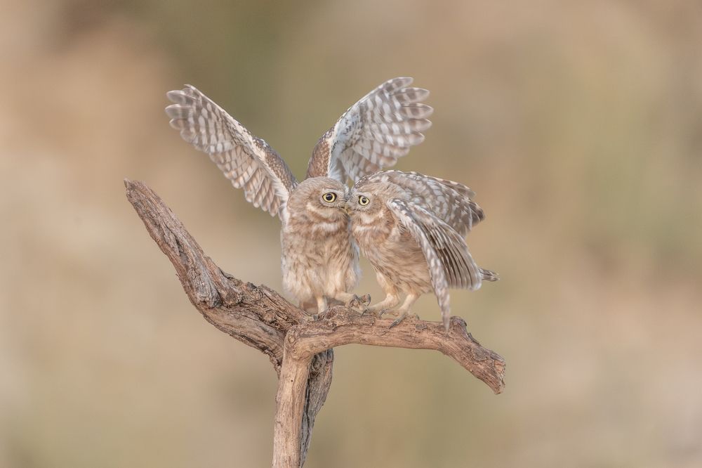 Фотография автора אילן מנשה