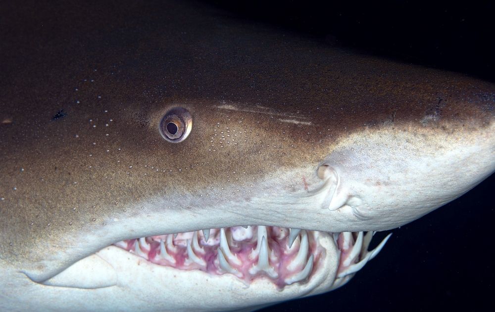 Фотография автора Нарчук Андрей