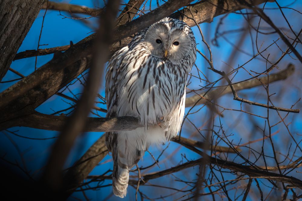 Уральская неясыть