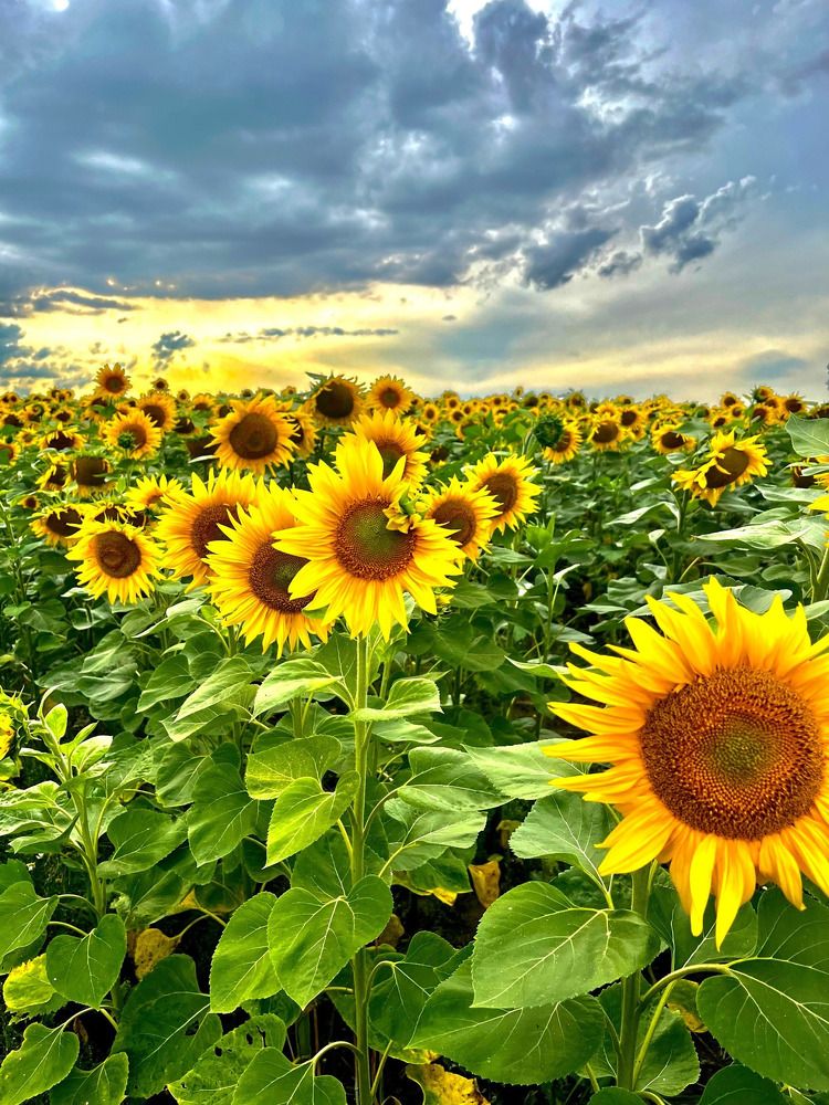 Фотография автора Елена Чиликина