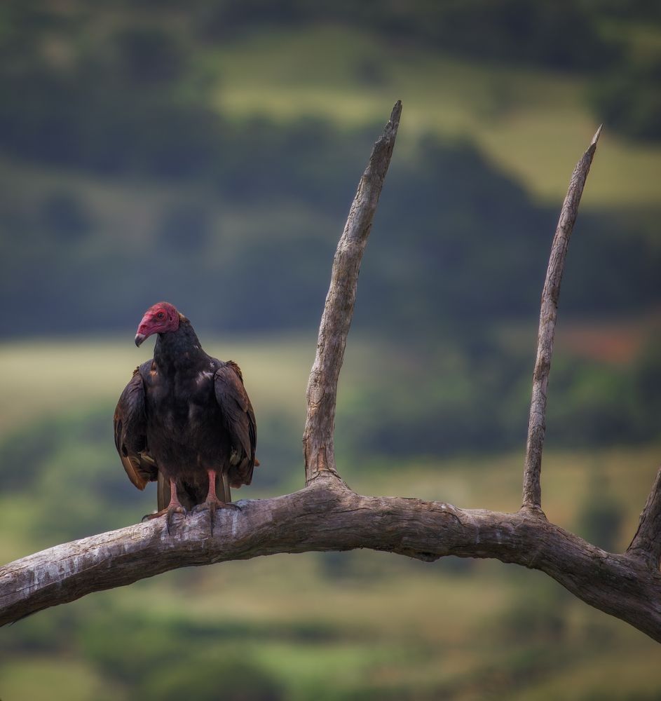 Photograph by Armen  Maitesian