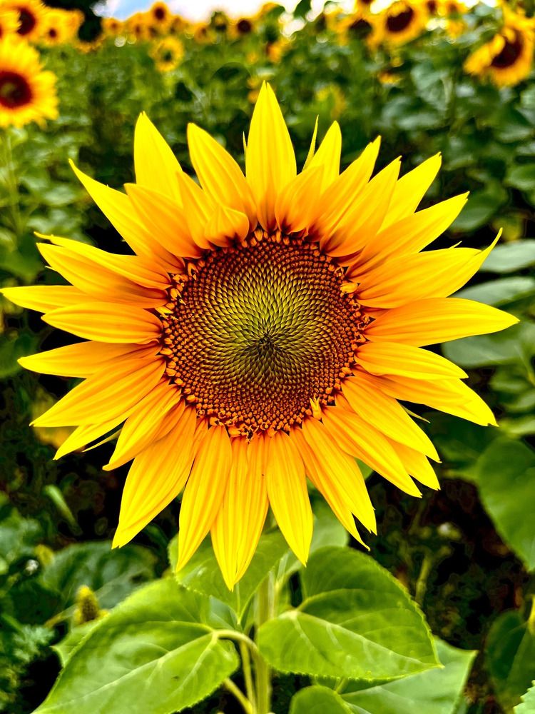 Фотография автора Елена Чиликина