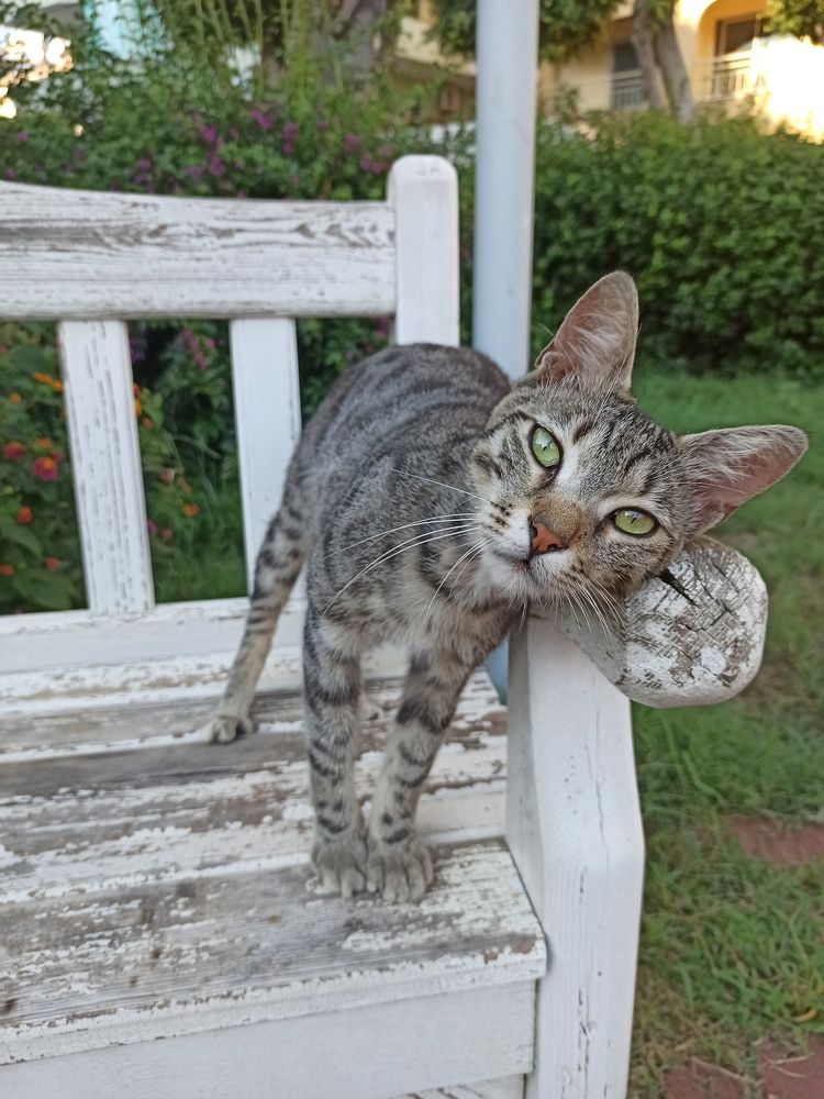 Фотография автора Juli Vvelentini