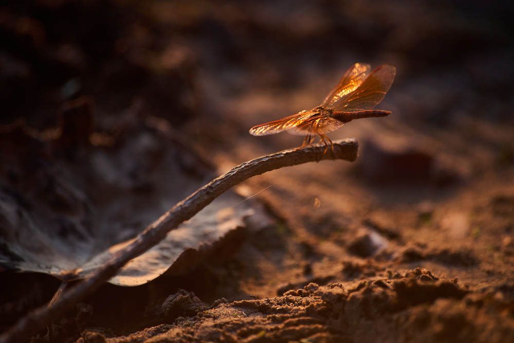 Photograph by Дмитрий Солодухин