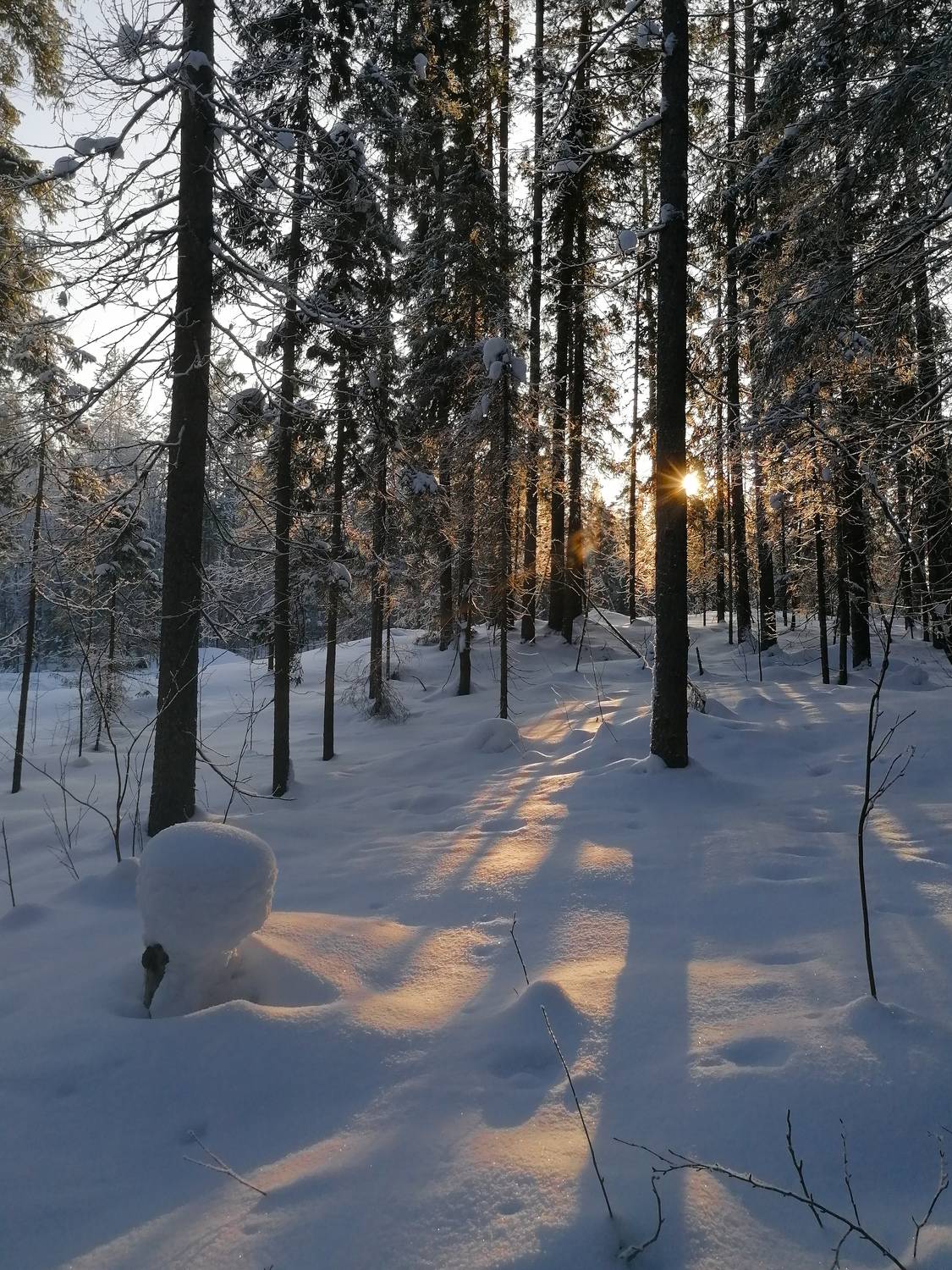 Photo #10388475