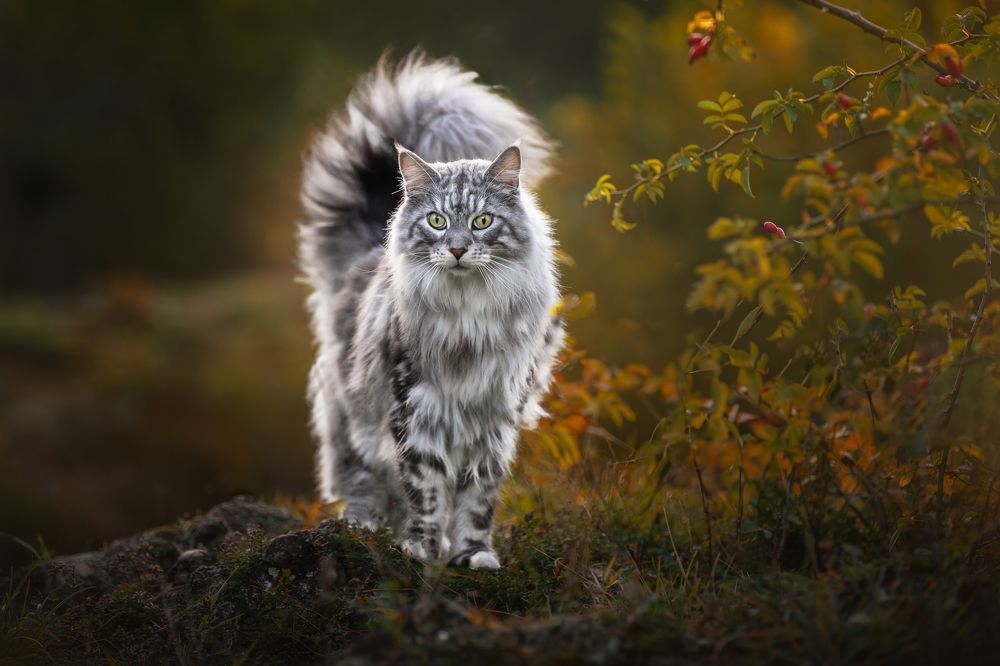 Photograph by Els Decoodt