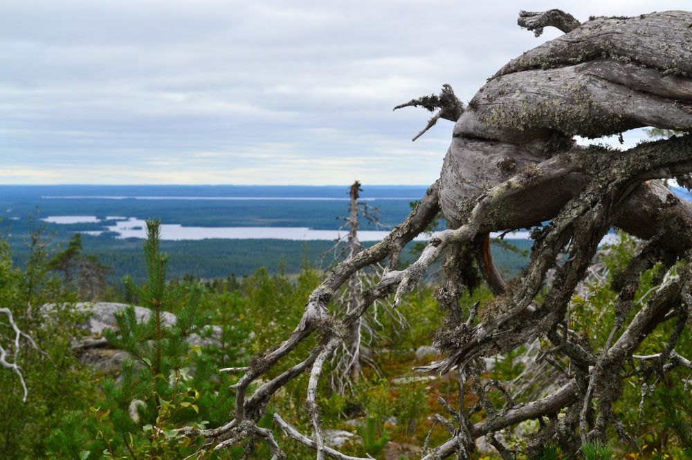 Фотография автора Екатерина Кожевникова