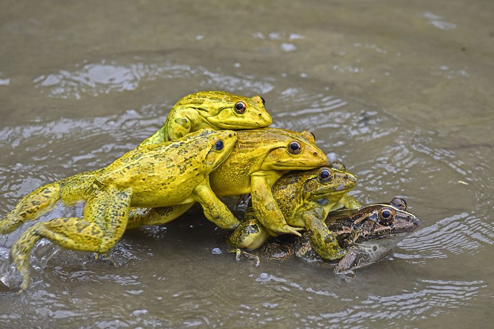 Photograph by SUBRATA NATH