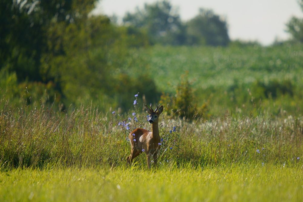 Photograph by Дмитрий Дрозд