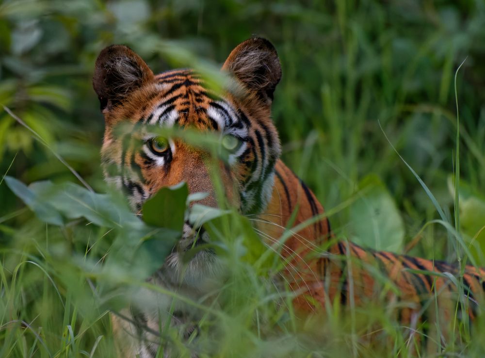 Enigmatic Encounter: Capturing Tadoba's New Queen