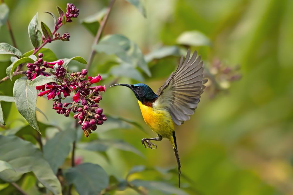 Photograph by Angshuman Mitra