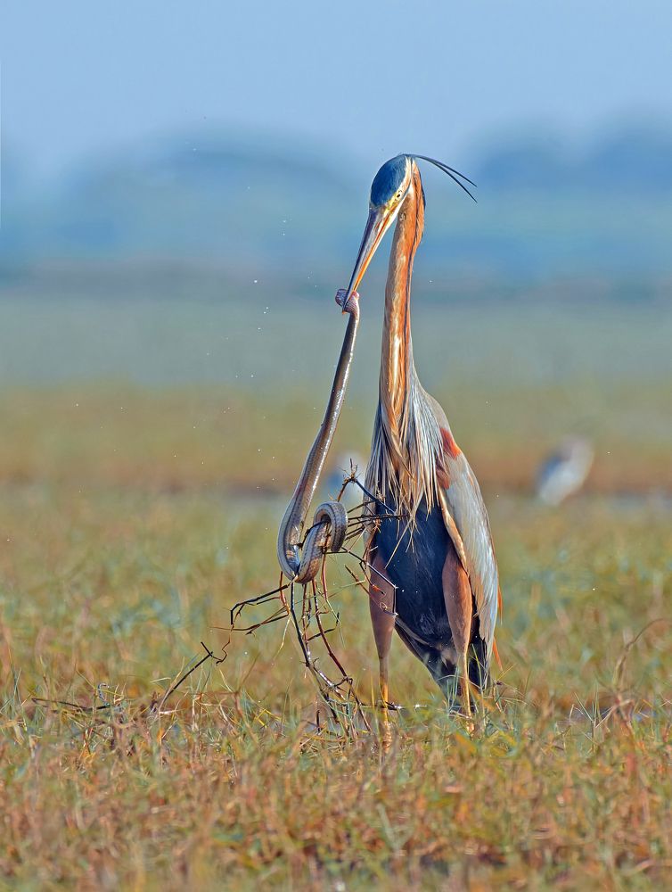 Feast of Patience: Purple Heron's Battle with the Snake