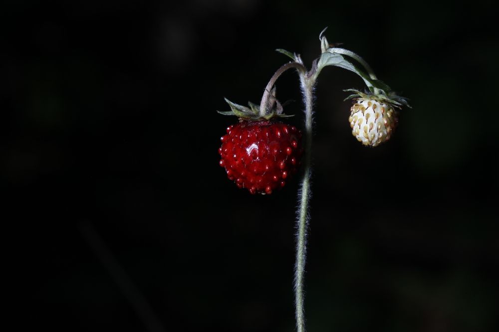 Photograph by Александр Ермаченко