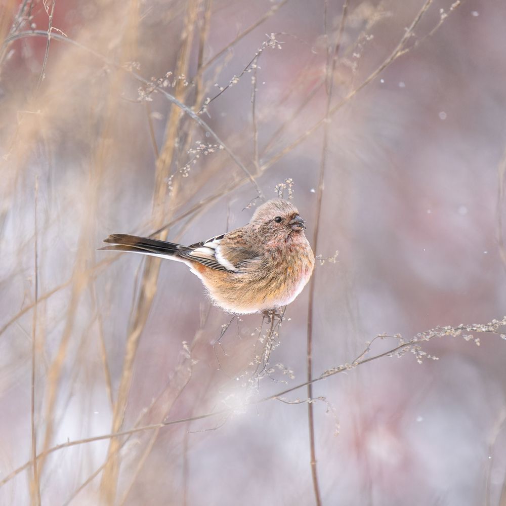 Урагус. Long-tailed rosefinch.