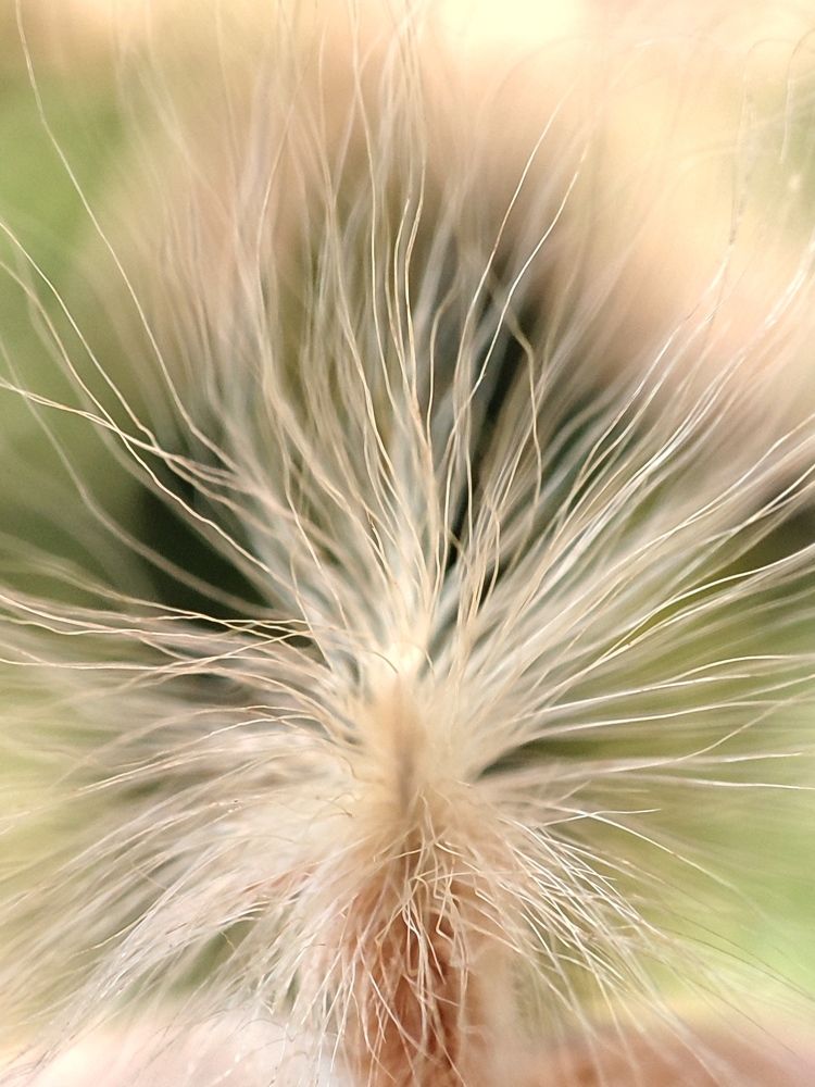 Photograph by Saeed Nosrati