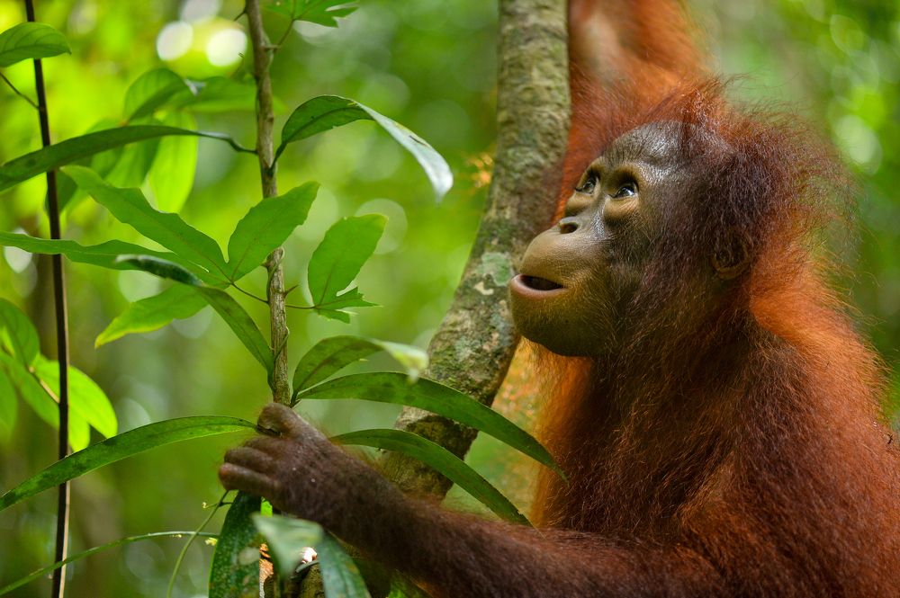 Photograph by Raffi Akbar