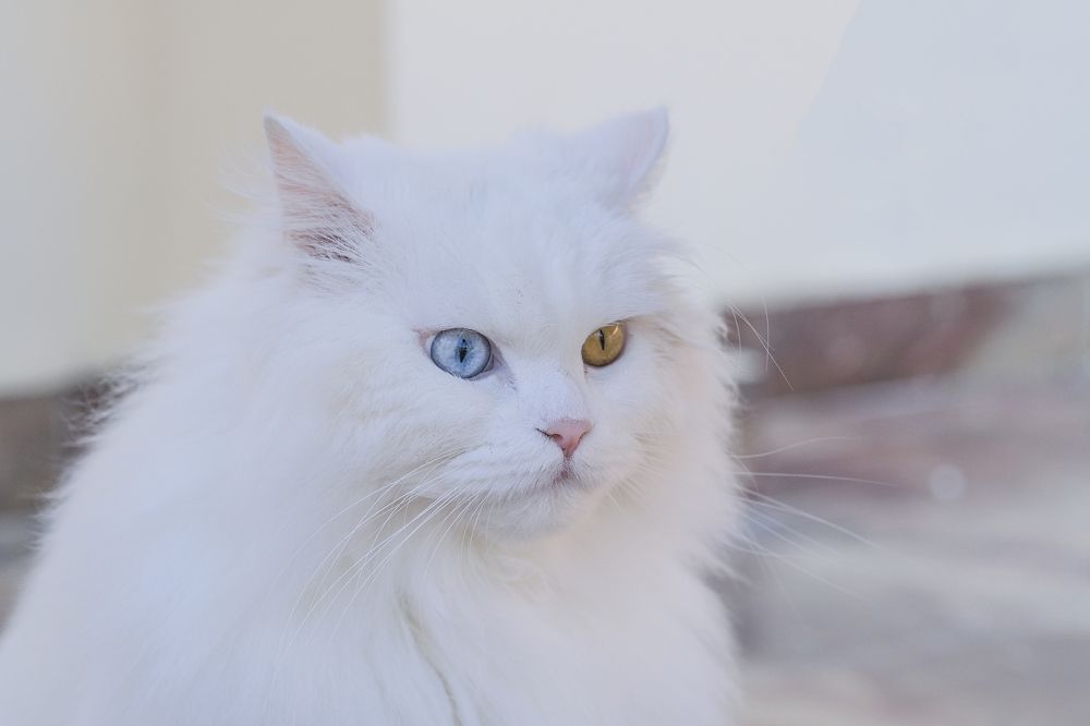 Photograph by Diana Timonina