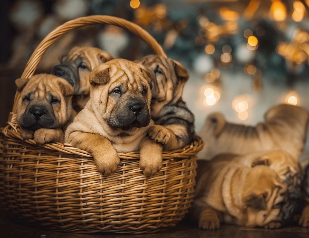 Photograph by Елена Раздвилова