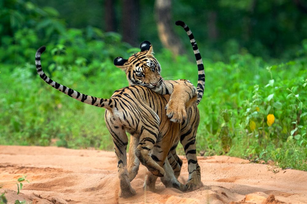 Two Tailed-Tiger