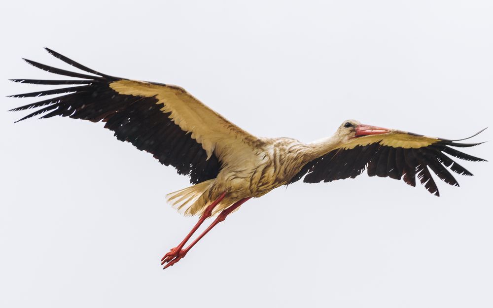 Photograph by Колесенко Иван