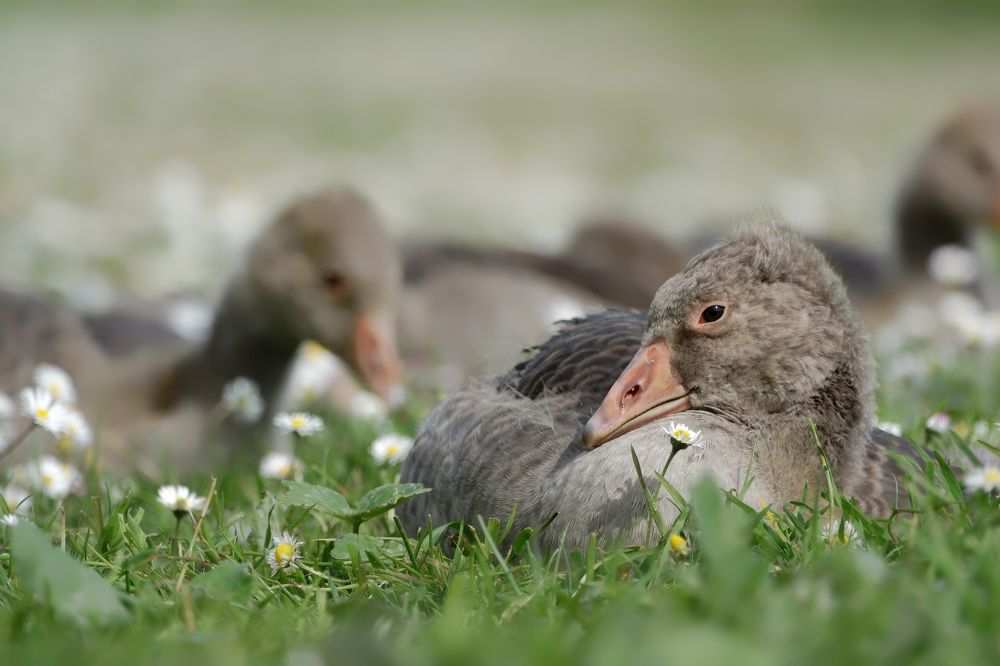 Chick in a ocean of flowers