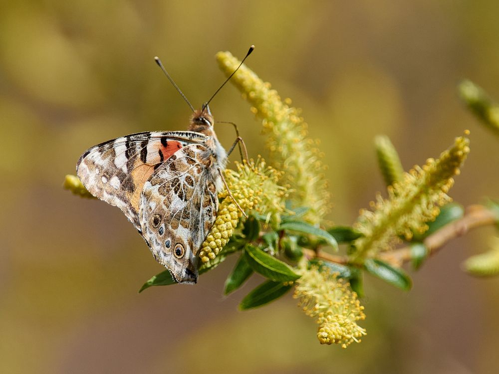 Весенние цветы