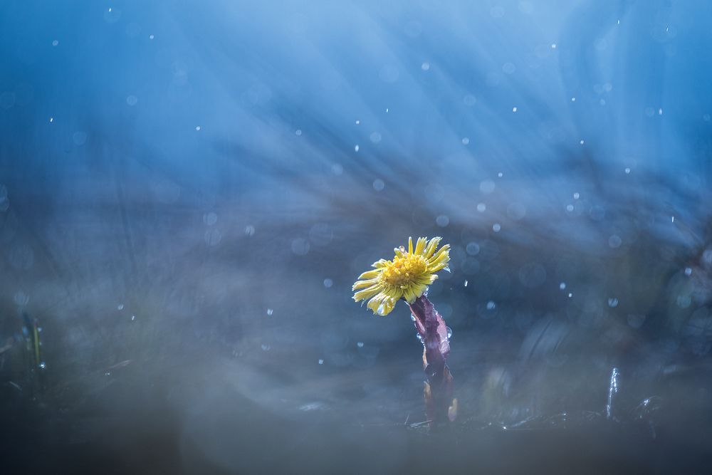 Предвестник весны