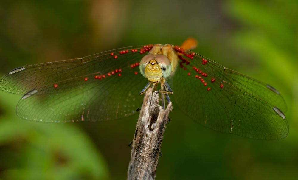 Photograph by Светлана Тараканова