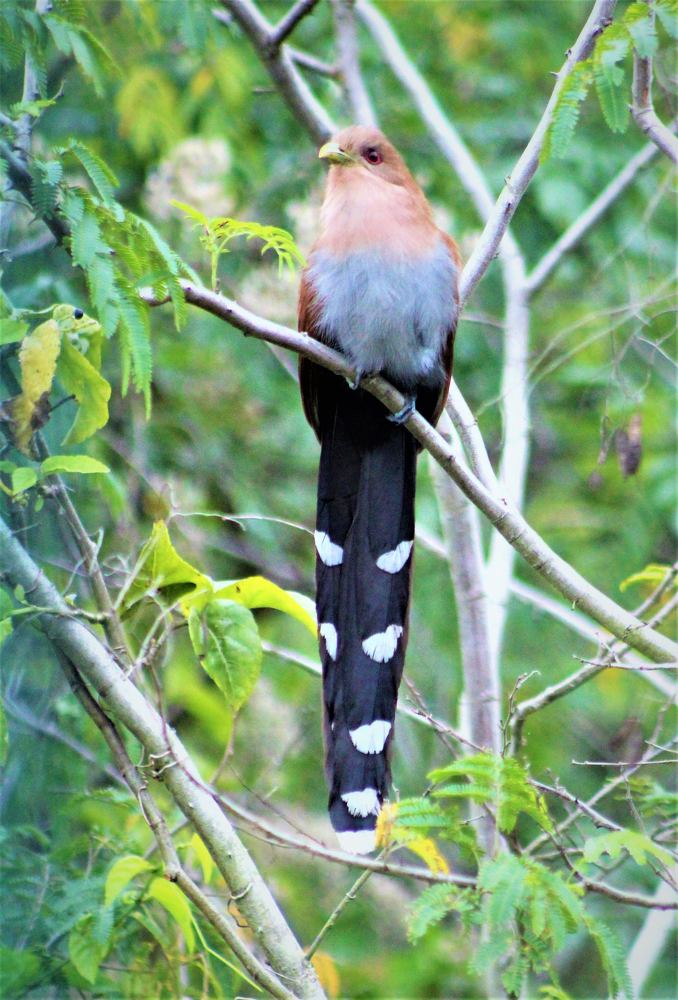 Photograph by Giacomo Biagio Di Gesu Filho