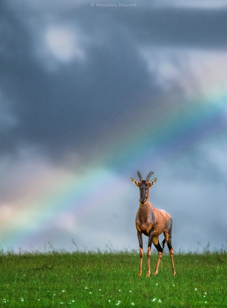 Photograph by NAVONILOY BHAUMIK