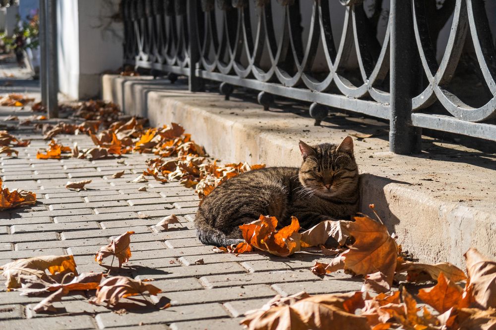 Смирение с осенью / Autumn Acceptance