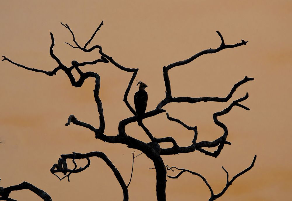 Photograph by Lahiru Pathirana