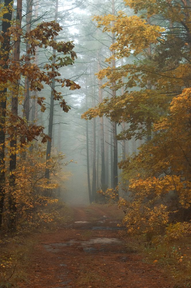 Photograph by Елена Кошелева