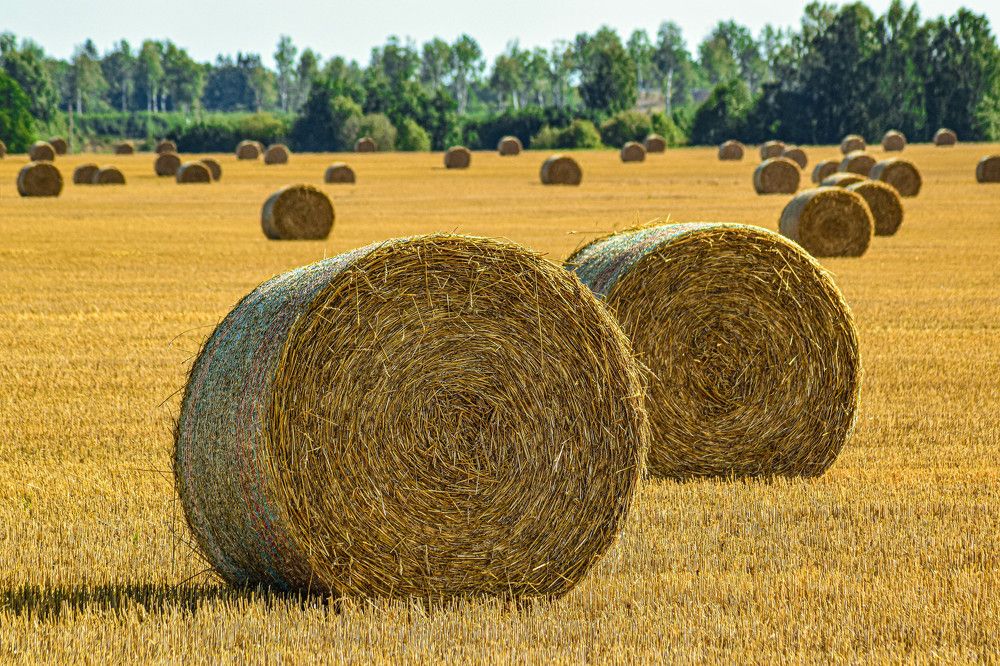 Hay in the fields