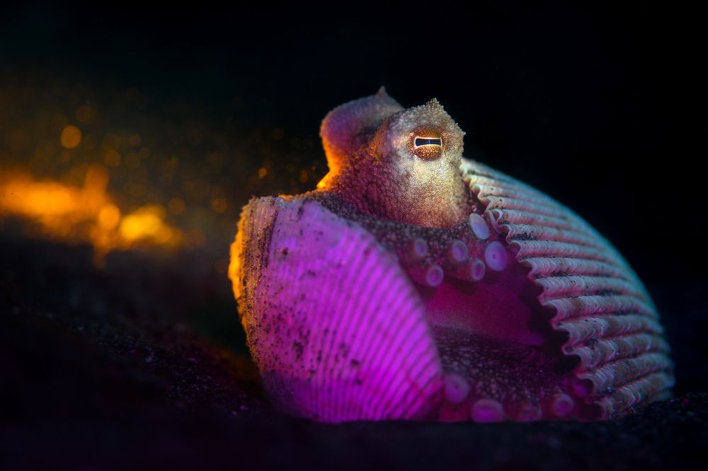 Фотография автора Luis Arpa