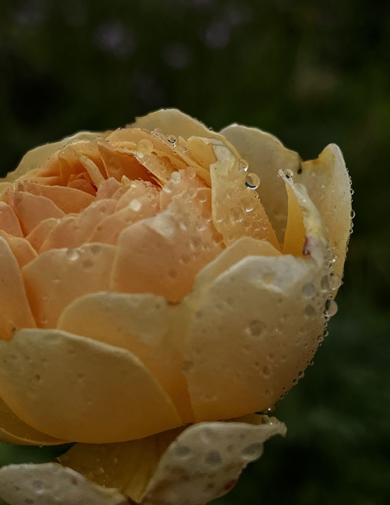 Photograph by Анна