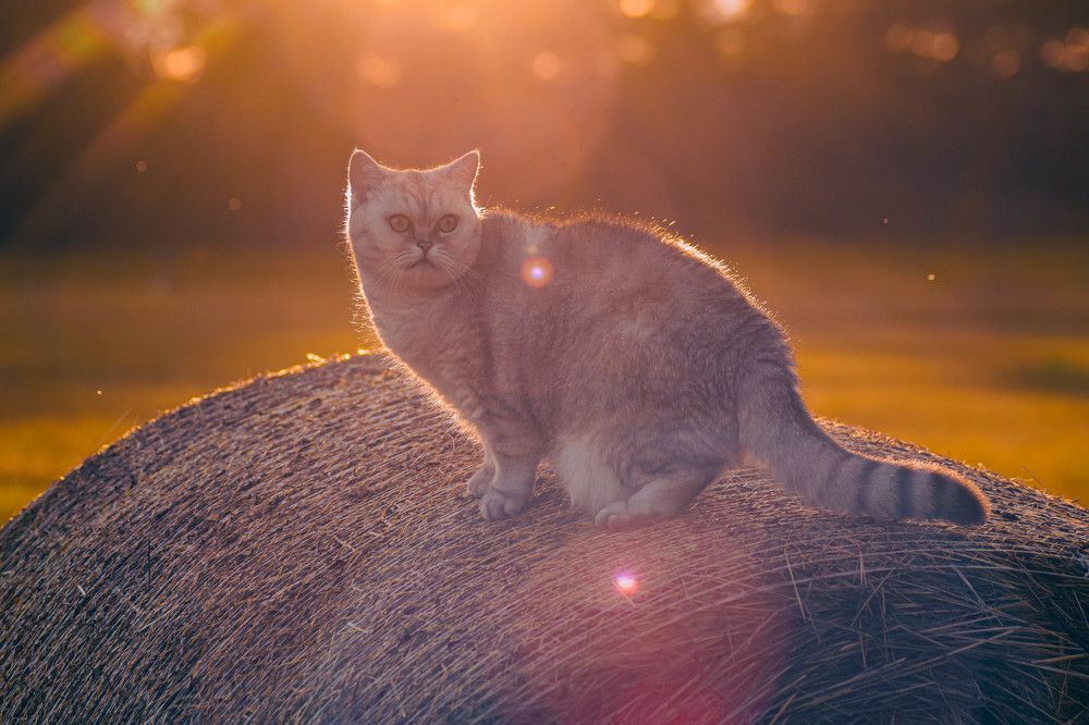 Cat on a haystack