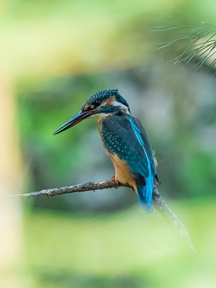 Фотография автора Инна Субботина