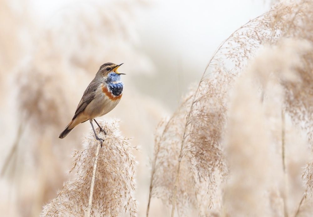 Фотография автора Mariya Belyalova