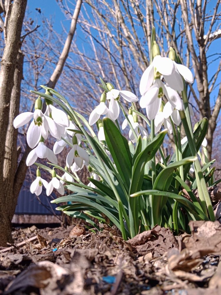 Подснежники