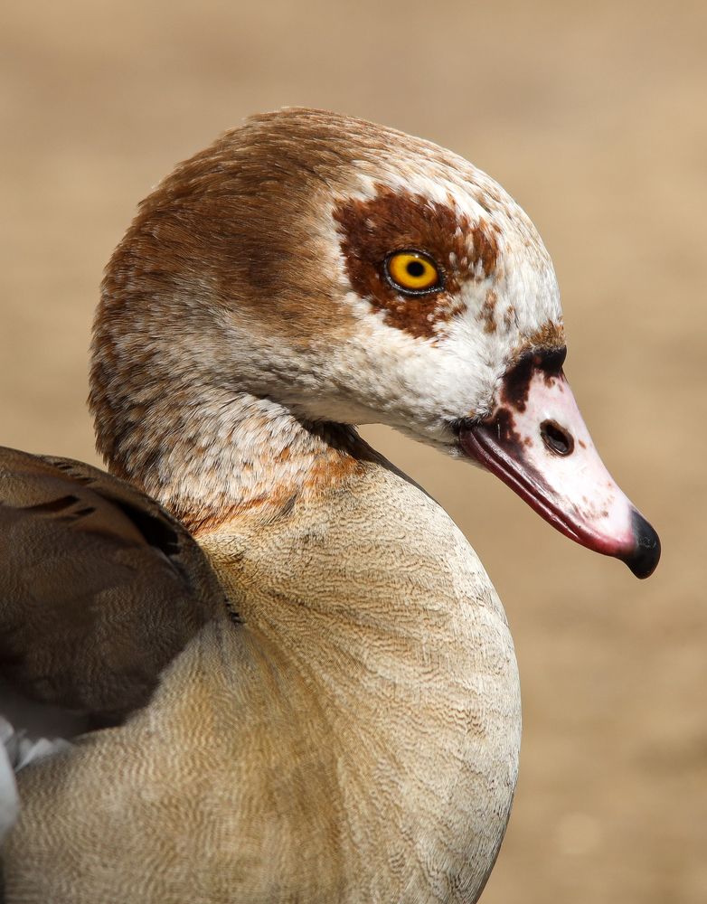 Фотография автора Sercan Özyurt
