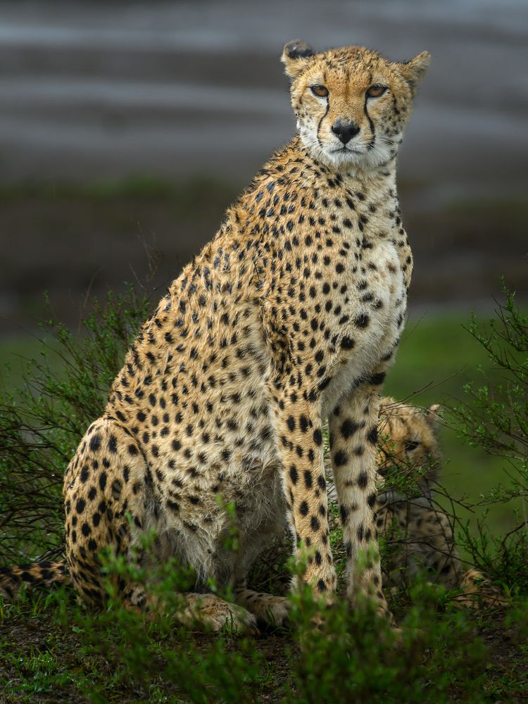 Фотография автора Luis Arpa