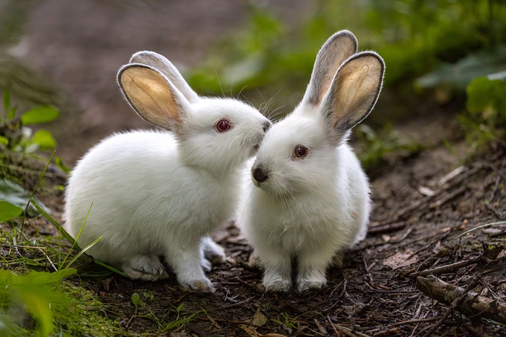 Photograph by Gevork Gukasyan