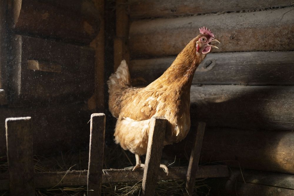 Photograph by Ольга Демидова