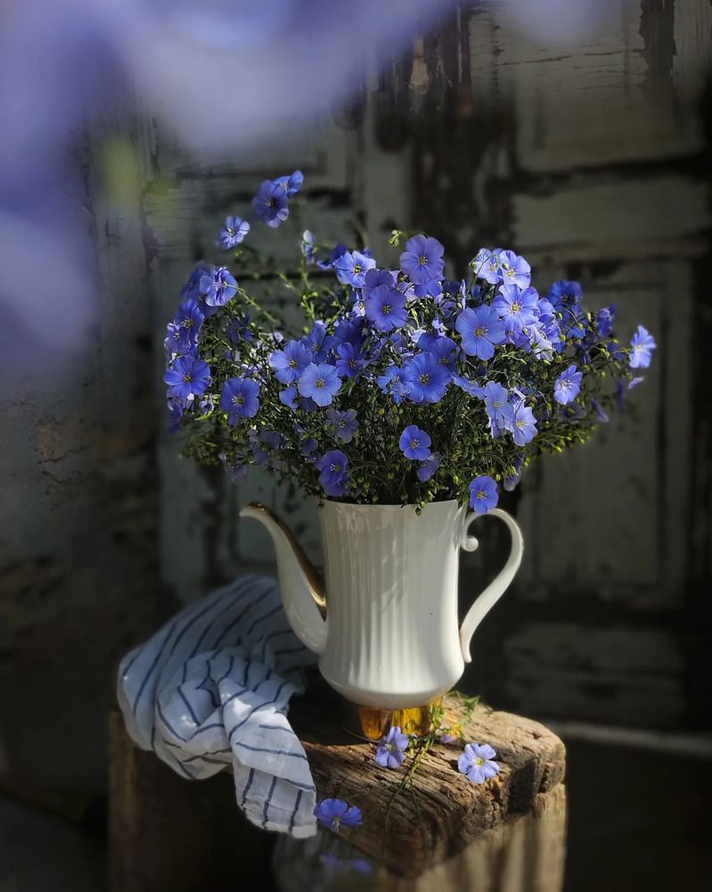 Фотография автора Инга Шевелёва