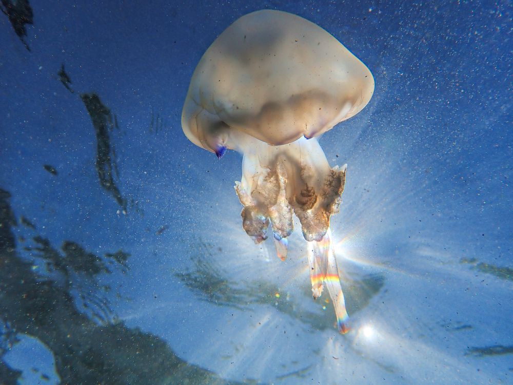 barrel jellyfish in Mediterranean Sea