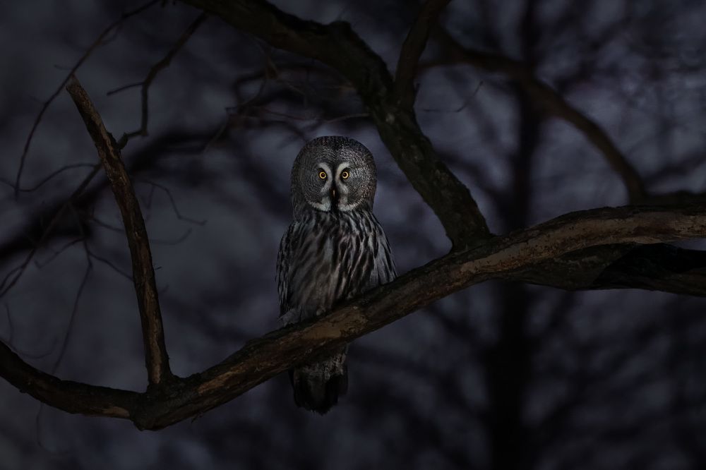 Фотография автора Владимир Коровяковский