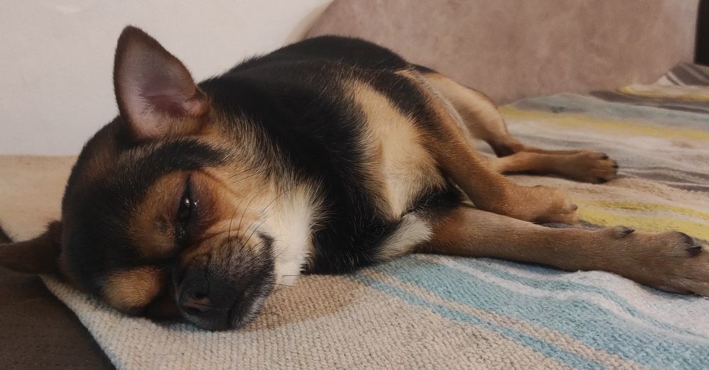 Наши собаки