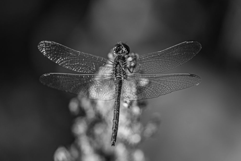 Photograph by Анна Бобкова