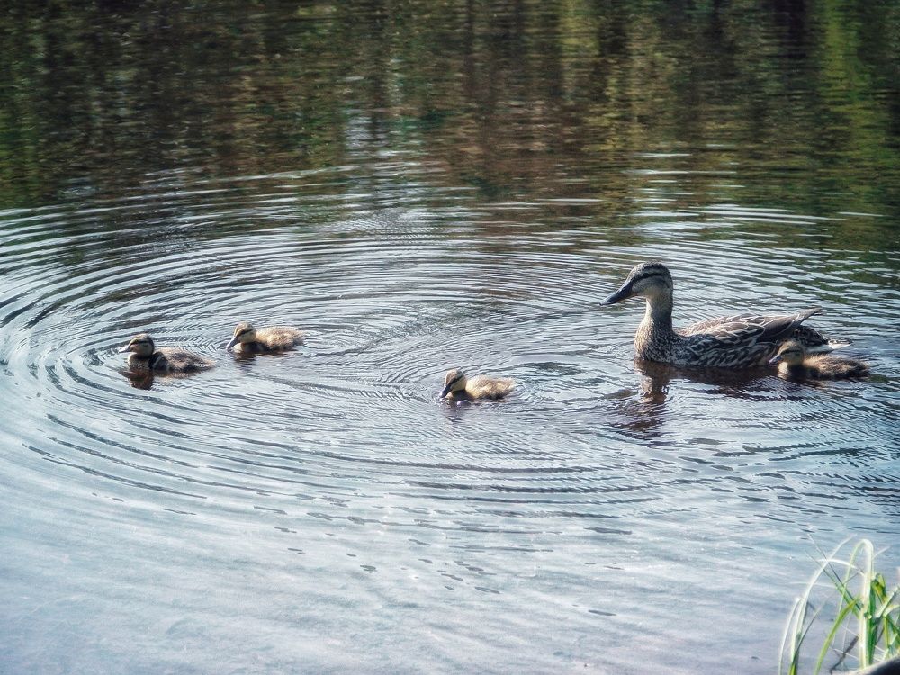 Фотография автора Ольга Сорокина